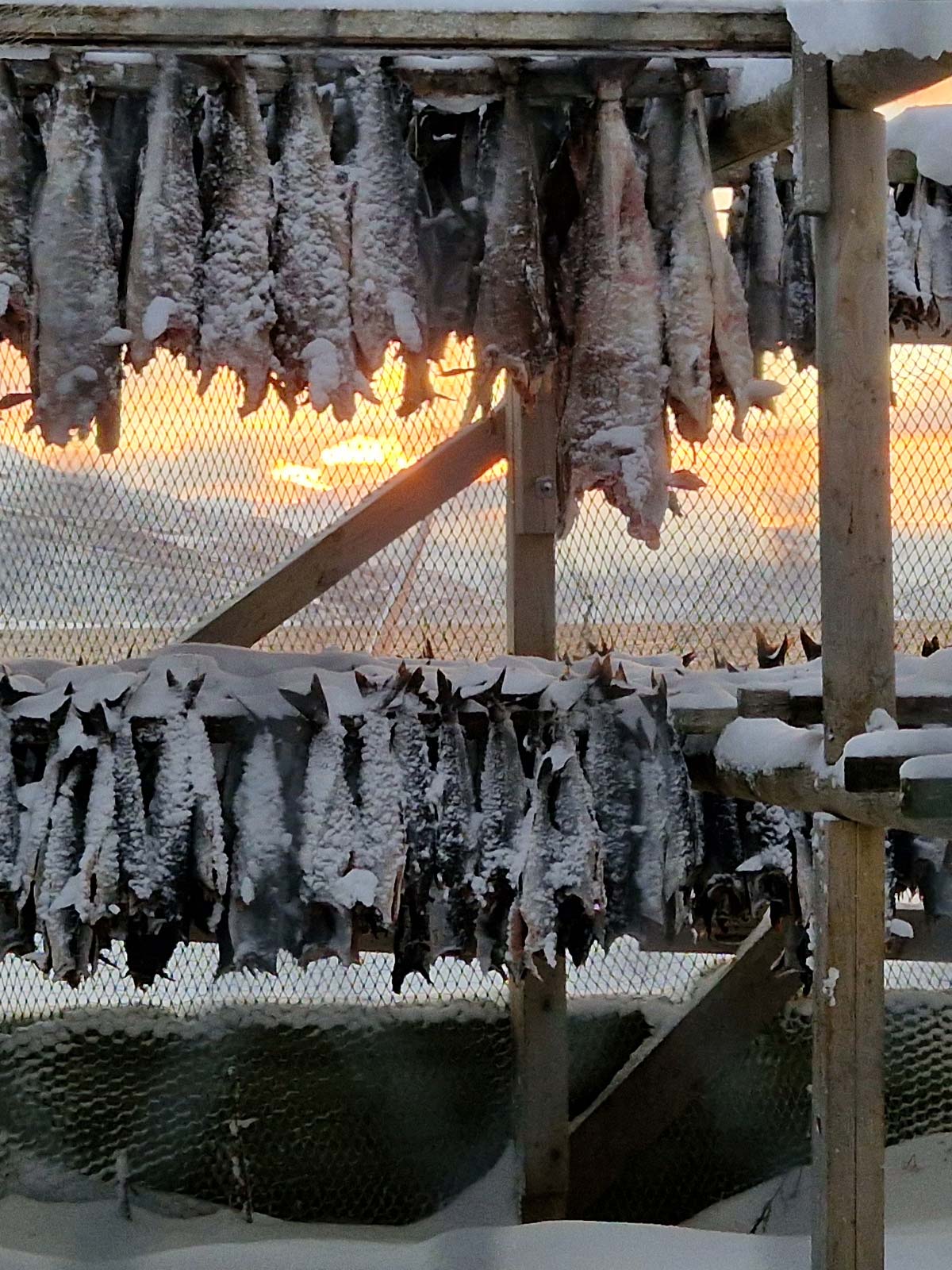 Stockfish Norway